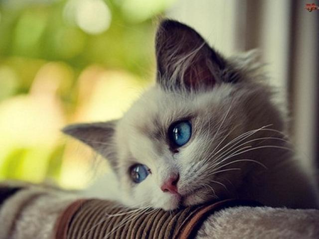 Qua tháng cô hồn, 3 con giáp này vẫn chưa thoát khỏi vận đen, tiền tài hao tốn