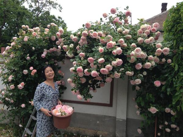 sang xu hoa hong lam vuon dam chat que, me viet khien nguoi hungary cung ngo ngang vi qua dep - 3