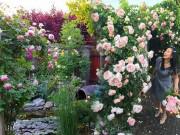 Nhà đẹp - Sang xứ hoa hồng làm vườn đậm chất quê, mẹ Việt khiến người Hungary cũng ngỡ ngàng vì quá đẹp