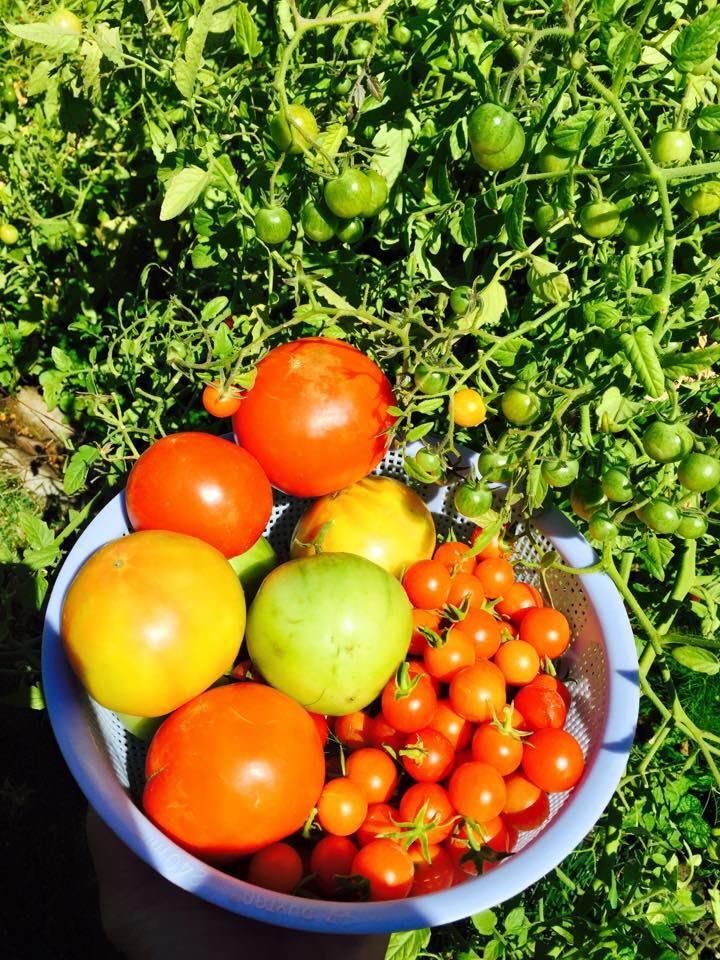 23 năm sang Mỹ, nhớ vườn Việt của nội, bố hai con trồng cả vườn cây quả sai lúc lỉu - 14