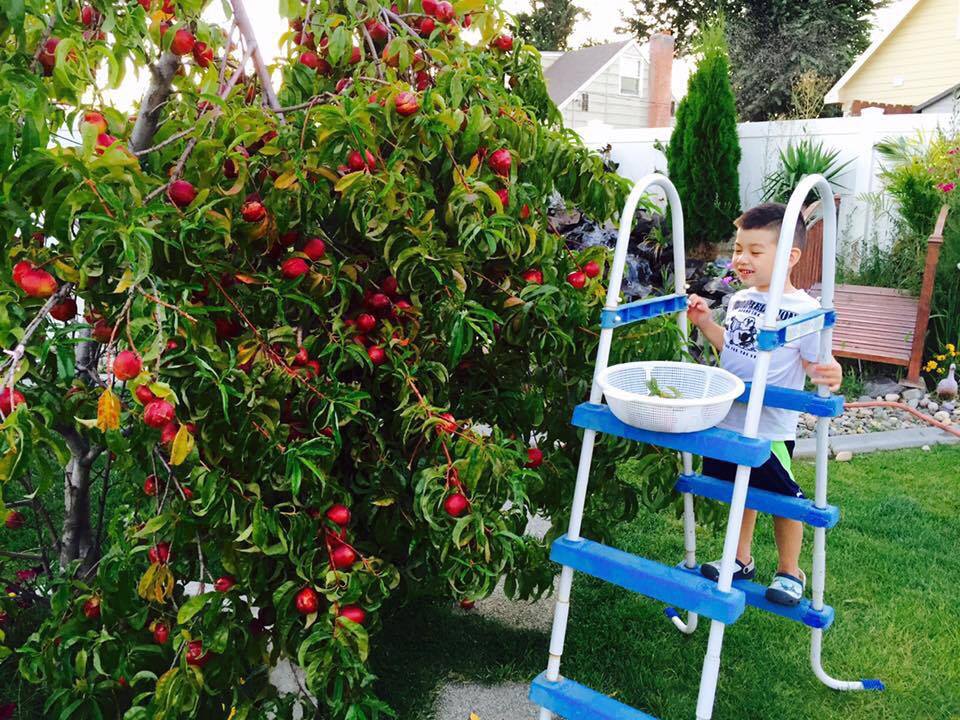 23 năm sang Mỹ, nhớ vườn Việt của nội, bố hai con trồng cả vườn cây quả sai lúc lỉu - 5