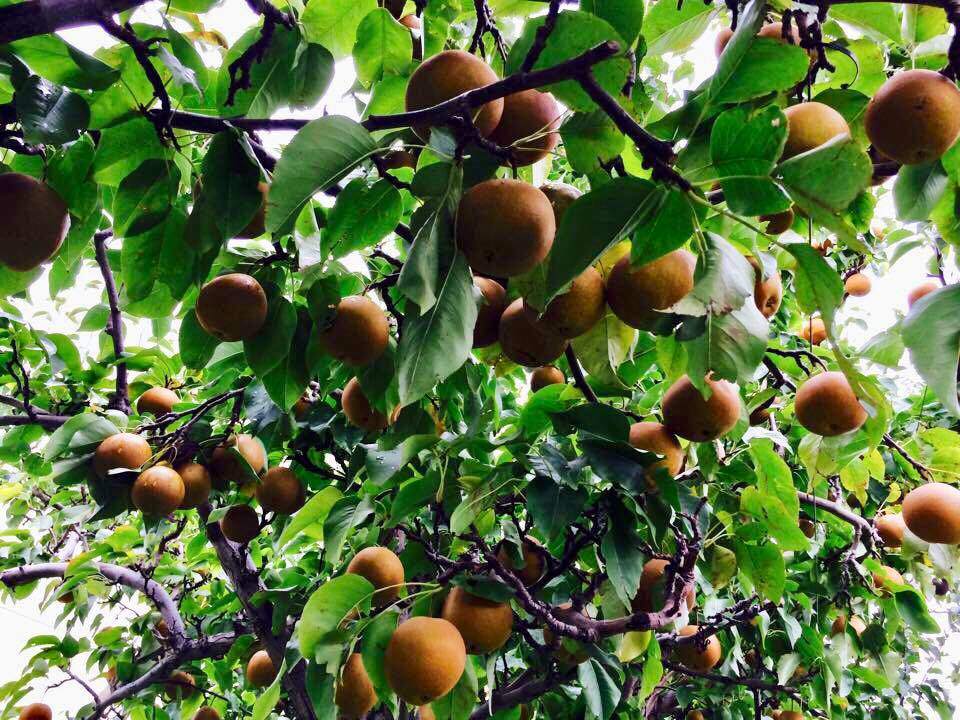 23 năm sang Mỹ, nhớ vườn Việt của nội, bố hai con trồng cả vườn cây quả sai lúc lỉu - 2