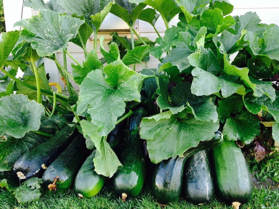 23 năm sang Mỹ, nhớ vườn Việt của nội, bố hai con trồng cả vườn cây quả sai lúc lỉu - 12