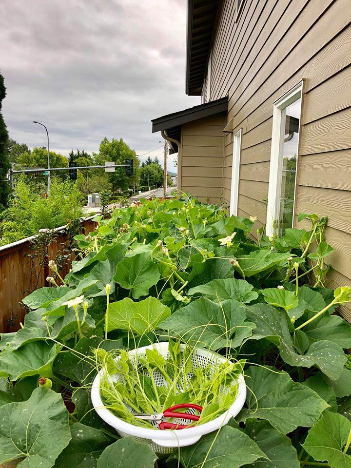 23 năm sang Mỹ, nhớ vườn Việt của nội, bố hai con trồng cả vườn cây quả sai lúc lỉu - 15