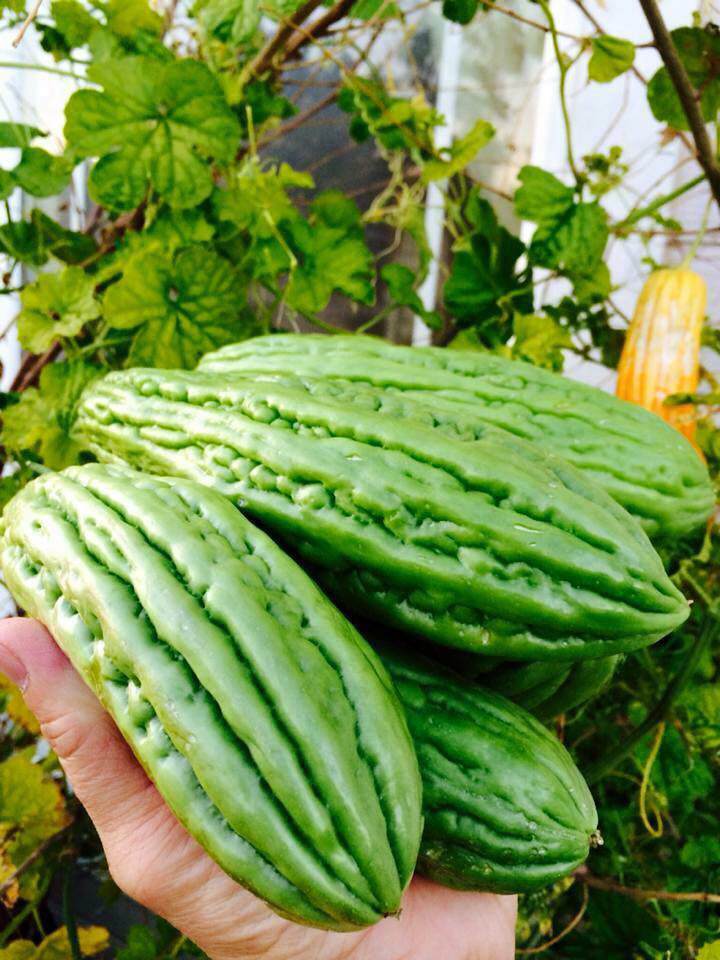 23 năm sang Mỹ, nhớ vườn Việt của nội, bố hai con trồng cả vườn cây quả sai lúc lỉu - 16