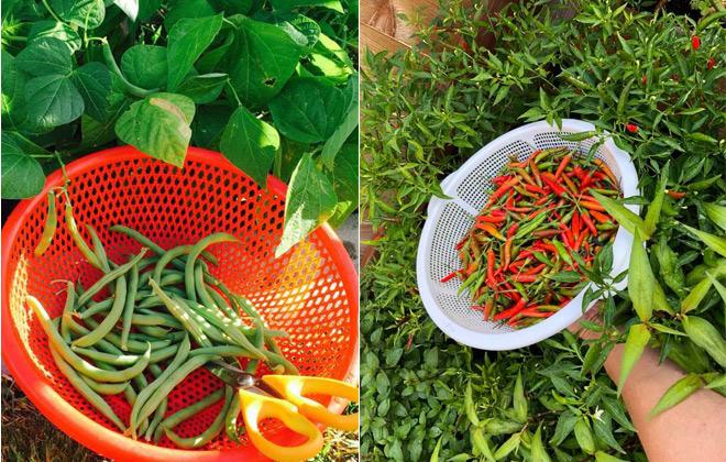 23 năm sang Mỹ, nhớ vườn Việt của nội, bố hai con trồng cả vườn cây quả sai lúc lỉu - 13