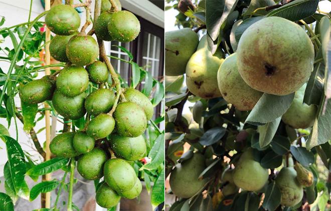 23 năm sang Mỹ, nhớ vườn Việt của nội, bố hai con trồng cả vườn cây quả sai lúc lỉu - 7