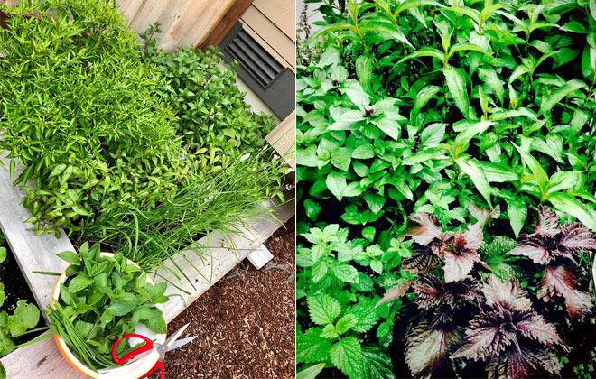 23 năm sang Mỹ, nhớ vườn Việt của nội, bố hai con trồng cả vườn cây quả sai lúc lỉu - 8