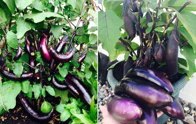 23 năm sang Mỹ, nhớ vườn Việt của nội, bố hai con trồng cả vườn cây quả sai lúc lỉu - 11