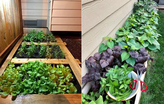 23 năm sang Mỹ, nhớ vườn Việt của nội, bố hai con trồng cả vườn cây quả sai lúc lỉu - 9