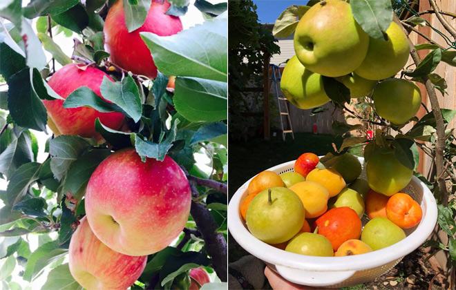 23 năm sang Mỹ, nhớ vườn Việt của nội, bố hai con trồng cả vườn cây quả sai lúc lỉu - 4