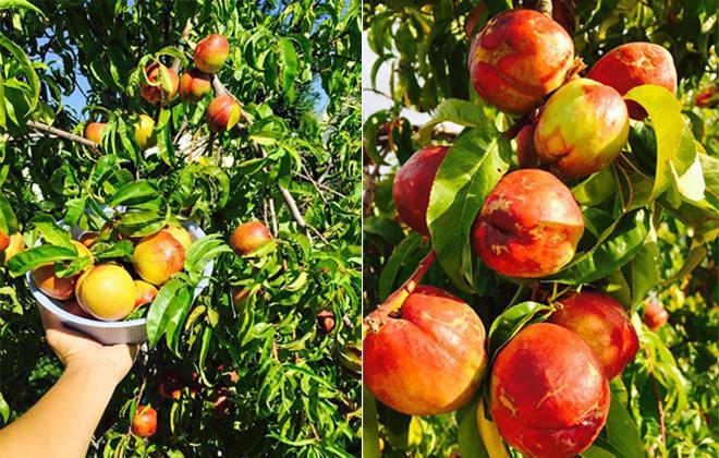 23 năm sang Mỹ, nhớ vườn Việt của nội, bố hai con trồng cả vườn cây quả sai lúc lỉu - 6