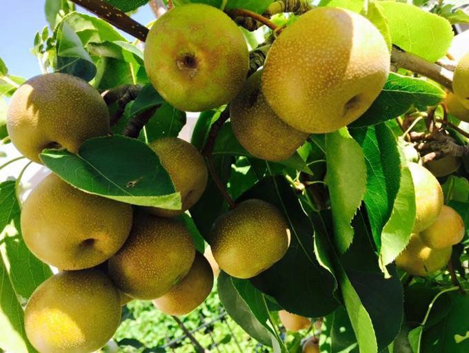 23 năm sang Mỹ, nhớ vườn Việt của nội, bố hai con trồng cả vườn cây quả sai lúc lỉu - 3