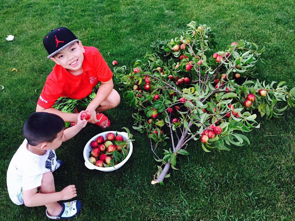 23 năm sang Mỹ, nhớ vườn Việt của nội, bố hai con trồng cả vườn cây quả sai lúc lỉu - 20