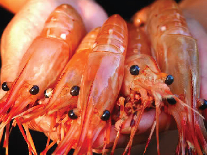 sushi hokkaido sachi - chuan vi nhat cho nguoi viet - 3