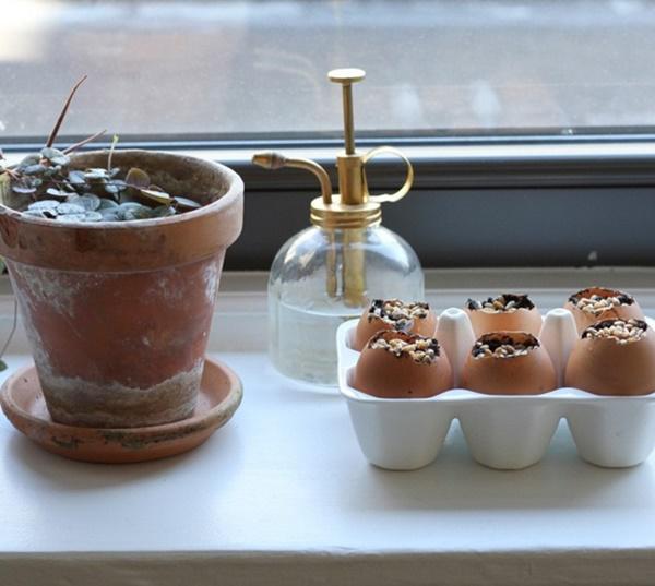 Trồng cây trong vỏ trứng, ý tưởng độc đáo cho ngôi nhà chật hẹp rất đáng thử 1 lần - 5