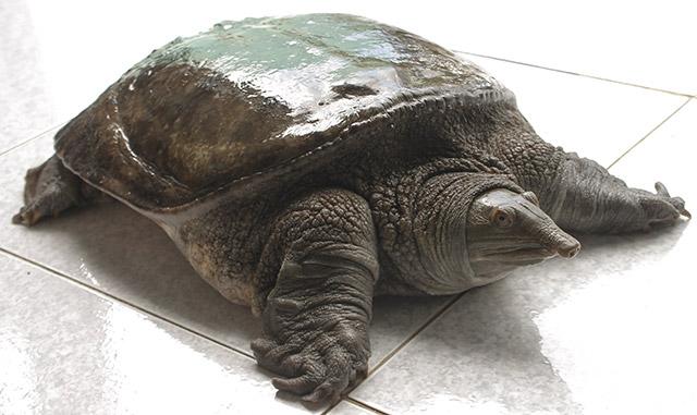 Mách chị em: Nếu ăn và chế biến 2 thực phẩm này cùng thịt vịt sẽ rước họa vào thân - 3