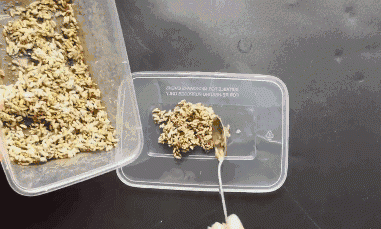 Chỉ cần một nắm gạo, diệt amp;#34;sạch báchamp;#34; được cả đàn chuột trong nhà không tốn một giọt mồ hôi - 14