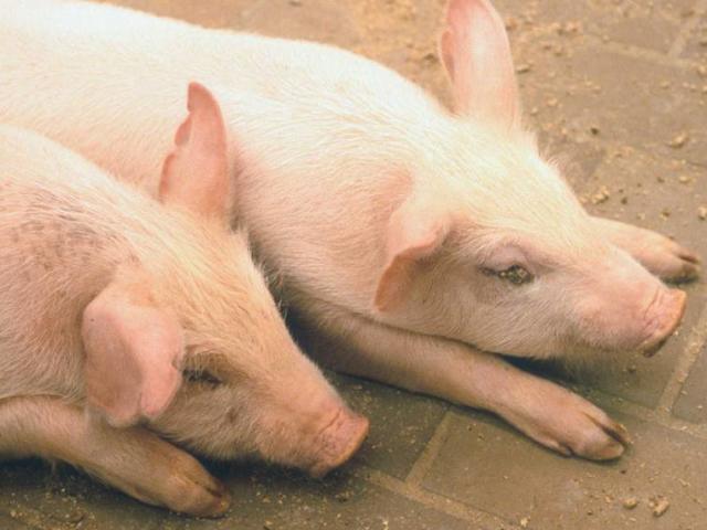 Cách nào ngăn dịch tả lợn châu Phi vào Việt Nam?