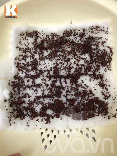 Mẹ Việt ‘sốt’ trồng rau mầm không cần đất - 4