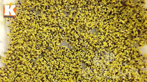 Mẹ Việt ‘sốt’ trồng rau mầm không cần đất - 5