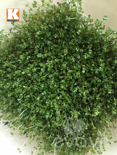 Mẹ Việt ‘sốt’ trồng rau mầm không cần đất - 7