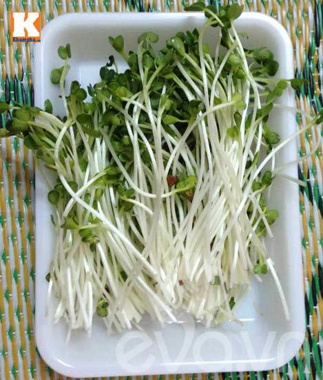 Mẹ Việt ‘sốt’ trồng rau mầm không cần đất - 8