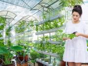 Nhà đẹp - Cùng trồng rau sân thượng nhưng nhiều sao Việt cũng phải "nể" khi nhìn khu vườn nhà Vũ Thu Phương