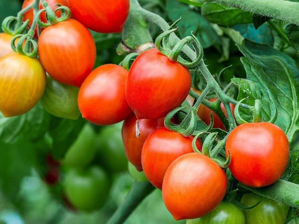 Cà chua thừa đừng vội vứt đi, với cách này bạn sẽ có cả một vườn sai trĩu quả - 7