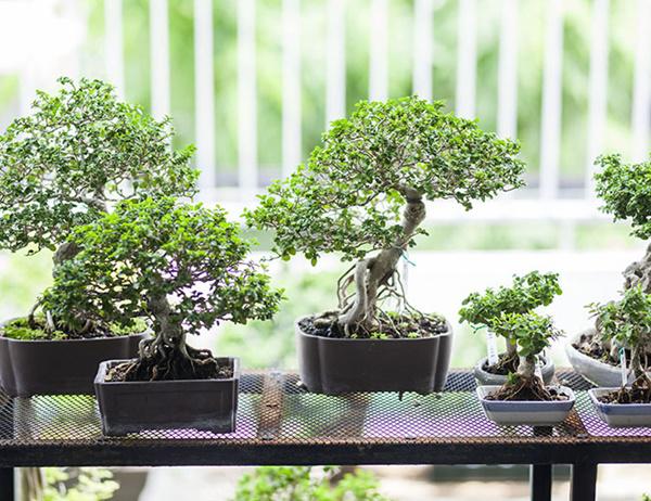 vo chong tre ho bien nha hoang thanh &#34;biet thu bonsai&#34; dep &#34;phat them&#34; - 17