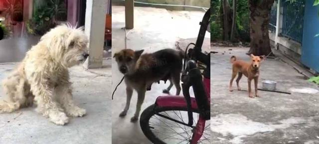 dang choi ben ngoai nha, be gai 4 tuoi bi 3 con cho nha hang xom can tu vong - 3