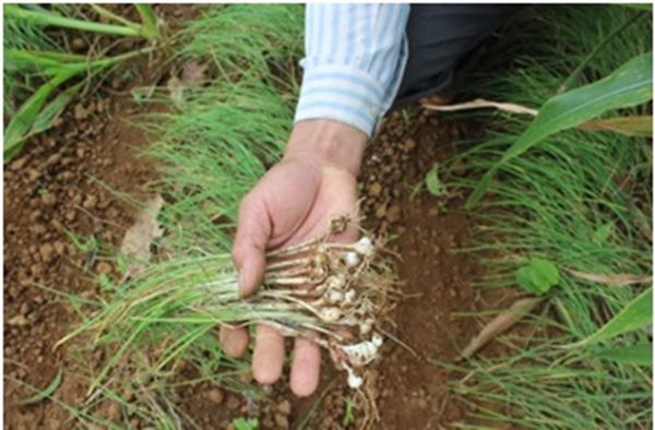 muon ran khong bo vao nha hay thu nhung cach nay - 1