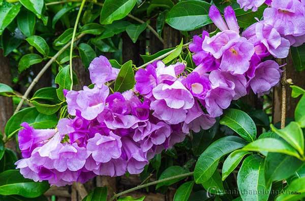 muon ran khong bo vao nha hay thu nhung cach nay - 2