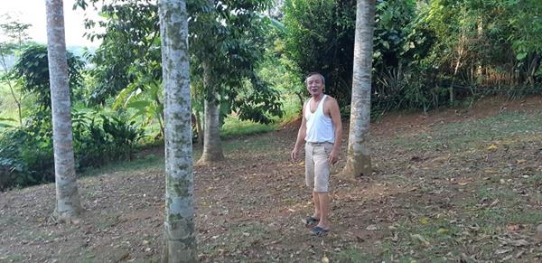 doc dao: loai cay thang tap, cao vut, ra qua thom,... ban dat nhu vang - 1