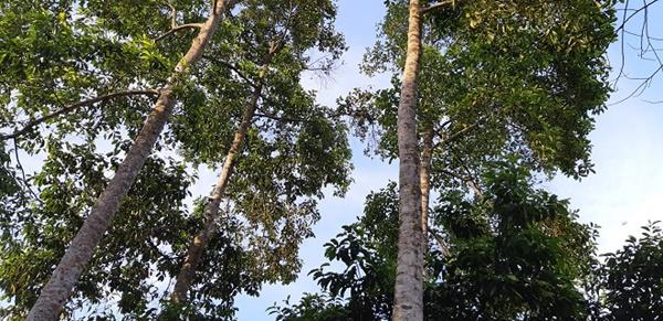 doc dao: loai cay thang tap, cao vut, ra qua thom,... ban dat nhu vang - 2