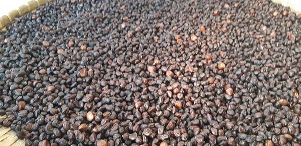 doc dao: loai cay thang tap, cao vut, ra qua thom,... ban dat nhu vang - 3