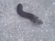 Xem ăn chơi - Cận cảnh sinh vật có hình dạng thân sâu, đầu chuột siêu quái dị