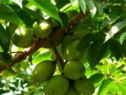 Tiêu dùng - Loại quả có mùi vị khó ăn, bán giá cao vẫn được nhiều người ưa chuộng