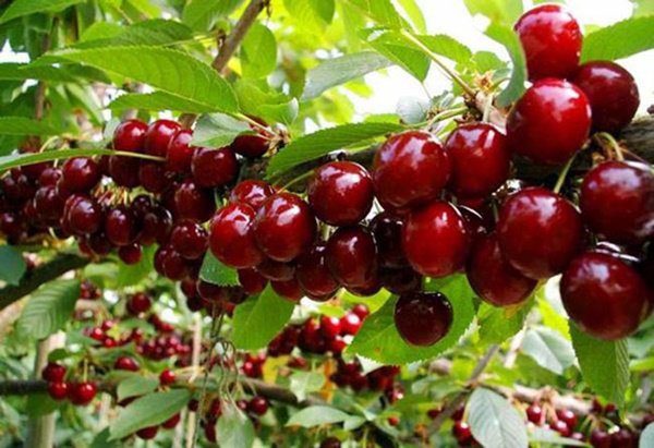 Học cách trồng cherry trong chậu, tưởng chết rũ ai ngờ mỗi ngày thu 300 quả - 6