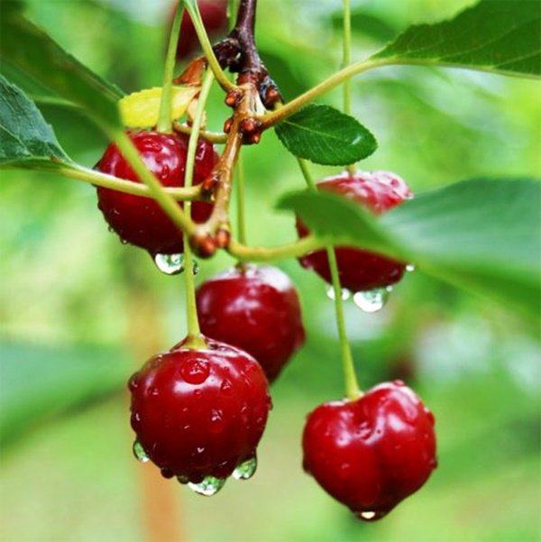 Học cách trồng cherry trong chậu, tưởng chết rũ ai ngờ mỗi ngày thu 300 quả - 1