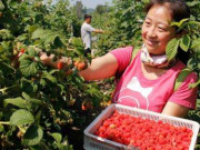 Tiêu dùng - Chị nông dân trồng loại quả này, ngoảnh đi ngoảnh lại đã thành triệu phú