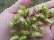 Sức khỏe - Loại quả mọc dại ở Việt Nam lại là "thần dược" được ví như kho báu ngầm