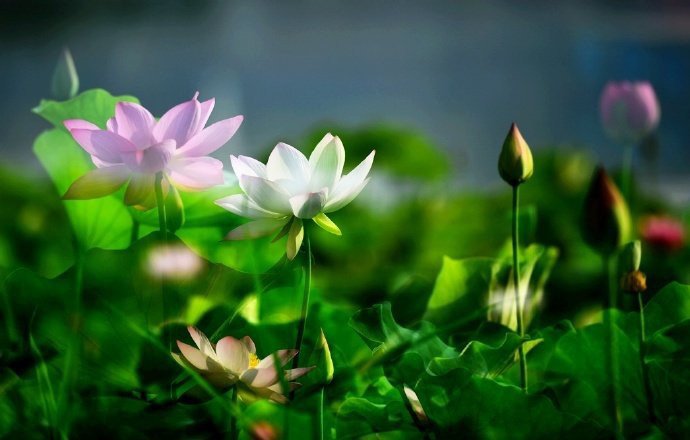 Chuyện lạ: Hoa sen trăm tuổi bỗng bừng nở khiến dân tình ngỡ ngàng vội tìm đến chụp ảnh - 3