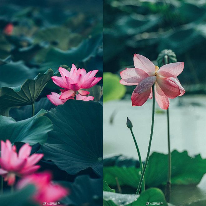 Chuyện lạ: Hoa sen trăm tuổi bỗng bừng nở khiến dân tình ngỡ ngàng vội tìm đến chụp ảnh - 2