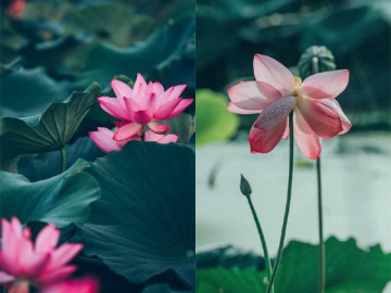 Chuyện lạ: Hoa sen trăm tuổi bỗng bừng nở khiến dân tình ngỡ ngàng vội tìm đến chụp ảnh