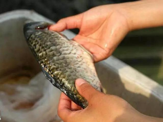 Đừng rửa những thực phẩm quen thuộc này chỉ bằng nước, nếu không càng rửa càng bẩn