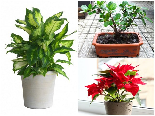 6 loại cây cản lộc - đuổi tài, rước vào nhà đừng hỏi sao làm mãi không giàu