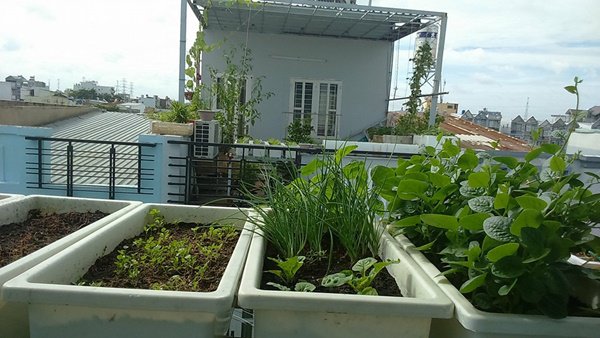 amp;#34;Đũa thầnamp;#34; biến ban công 10m2 thành vườn rau xanh mát mắt, 4 mùa ăn không hết - 1