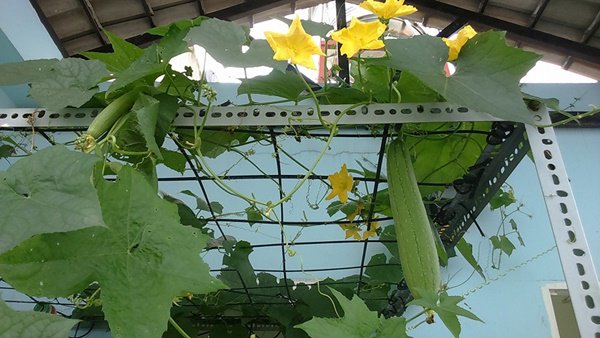 amp;#34;Đũa thầnamp;#34; biến ban công 10m2 thành vườn rau xanh mát mắt, 4 mùa ăn không hết - 2