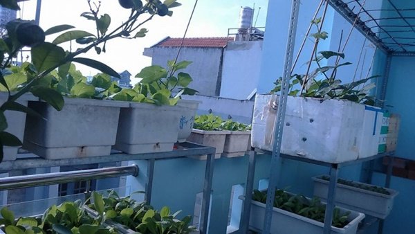 amp;#34;Đũa thầnamp;#34; biến ban công 10m2 thành vườn rau xanh mát mắt, 4 mùa ăn không hết - 3